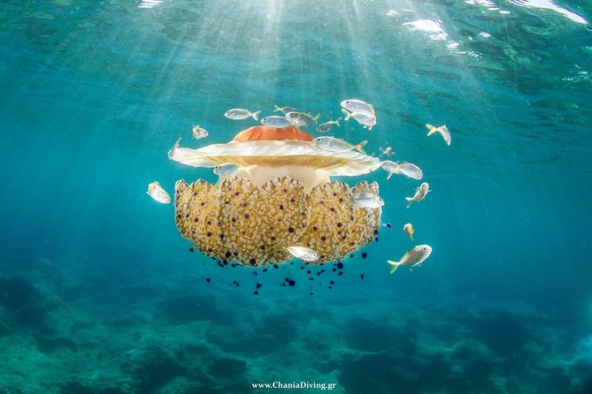 Boat Trip in Crete with Guided Snorkeling and Free Pick up! - Marathi waters: clear swimming for first-timers