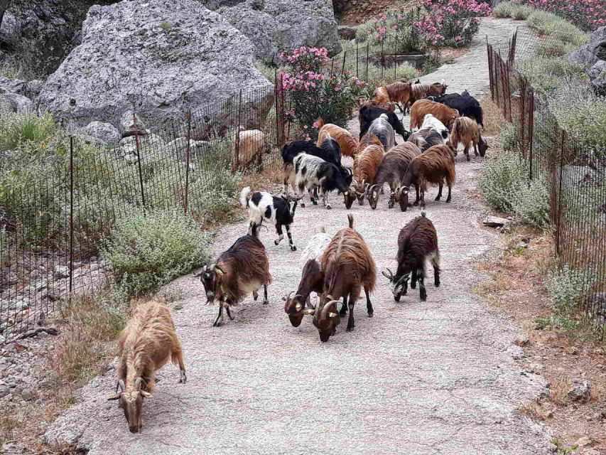 Chania: Balos and Falassarna Tour with Loungers and Lunch - Practical Stuff You Need Before You Go