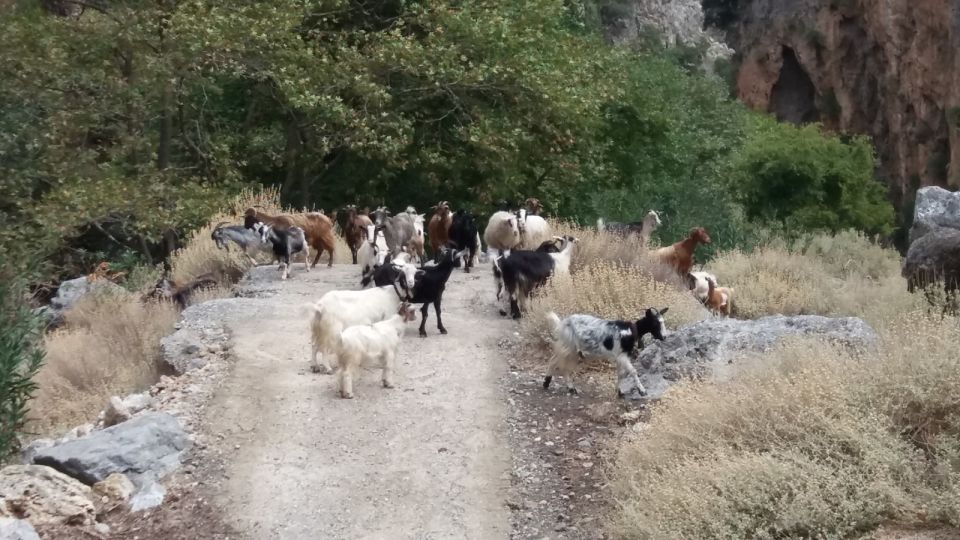 Chania: Milia Mountain Tour w/Lunch Olive Oil/Wine Tastings - Topolia Gorge drive: the wild finish as you head back toward Chania