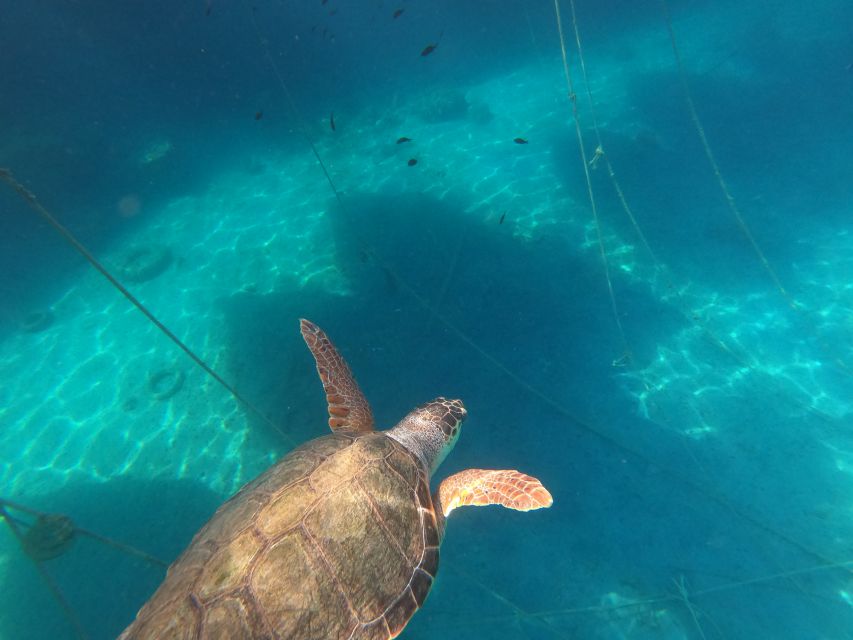 Chania: Stand-Up Paddleboard Small Group Tour - Who should book this Chania SUP tour—and who should skip it