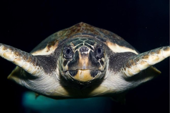 CRETAquarium Entrance Ticket in Crete - Key highlights you’ll care about
