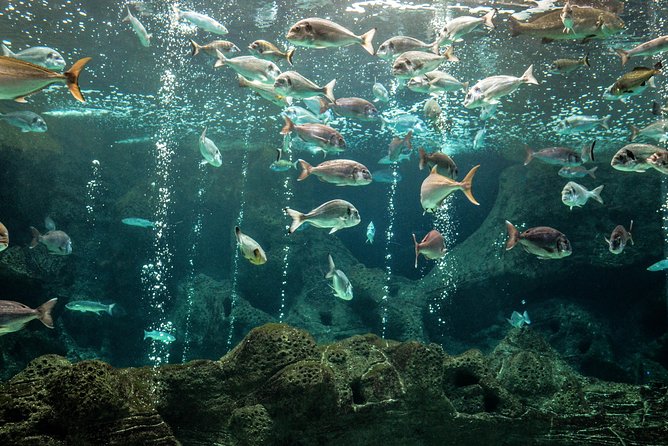CRETAquarium Entrance Ticket in Crete - The audio guide: when 3 euros can upgrade the whole visit