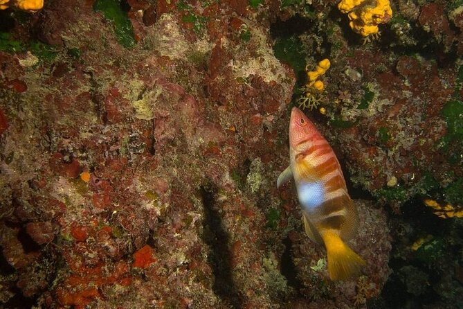 Crete-Chania: Snorkeling & Scuba Dive for Beginners by Boat - Price and Value: What You’re Really Paying For