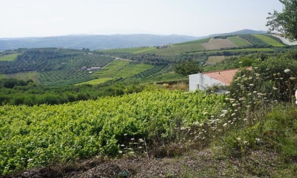 Crete: Full-Day Cretan Wines, Olive Oil, Raki and Food Tour - Lunch at a Local Tavern: The Meal You’ll Compare Other Meals To