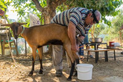 Crete: Lasithi Plateau and Cave of Zeus Off-Road Safari Tour - Potamies: Farm Life, Milking, and the Cheese You Can Taste