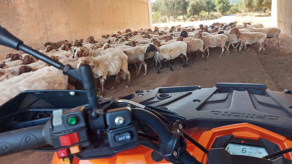 Crete: Off-Road Quad Safari with Lunch/Dinner - Price and Value: Why $82 Feels Reasonable Here