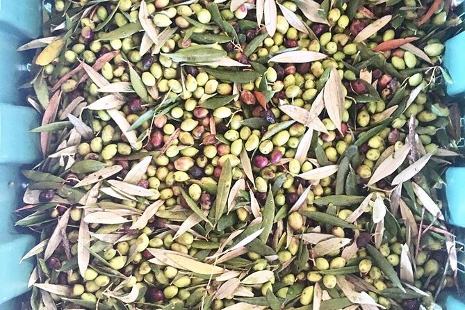 Crete: Olive Oil, Soap, Wine, Raki - Flavorful Culinary Journey - Small-Group Size and Drivers: The Day’s Real Social Engine