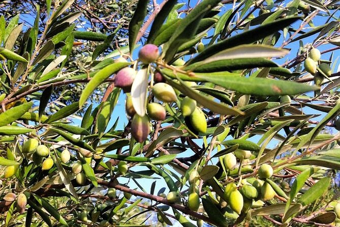 Crete: Olive Oil, Soap, Wine, Raki - Flavorful Culinary Journey - Heat, Walking, and What to Pack (So the Day Stays Fun)
