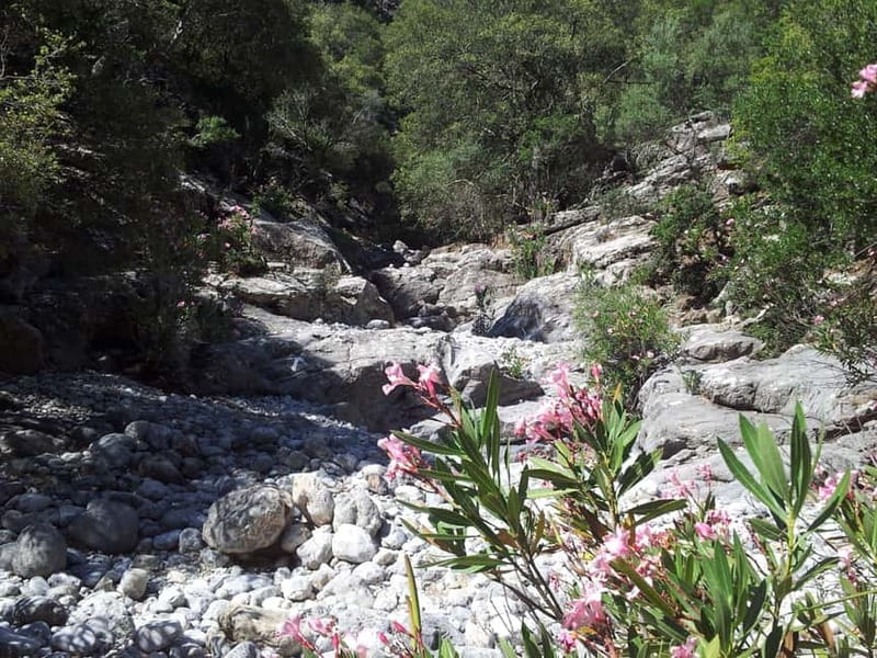 Crete: Richtis Waterfall Full-Day Tour with Olive Tasting - Olive tasting, the 3250-year-old olive tree, and why it matters