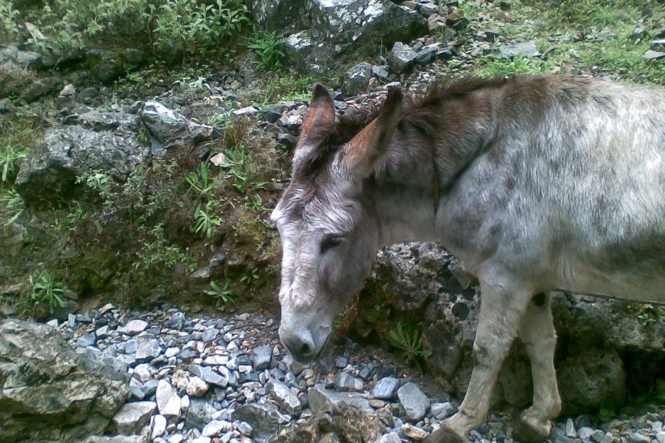 Crete: Samaria Gorge Hiking with transfer and expert Escort - Agia Roumeli: midday rest, tavern food, and a sea swim