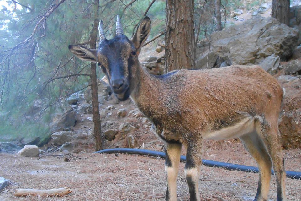 Crete: Samaria Gorge Hiking with transfer and expert Escort - The south coast boat ride to Hora Sfakion