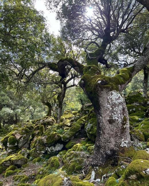 Crete: Sarakina Gorge, Forests, and South Coast Safari - Guides, Safety Vibes, and What to Expect From the Group
