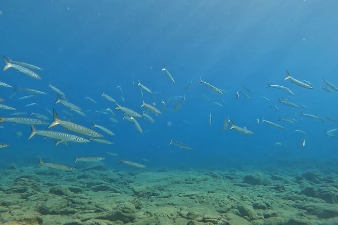 Experience Scuba Diving in Heraklion Crete - Price and Value: Is $119.47 Worth It?