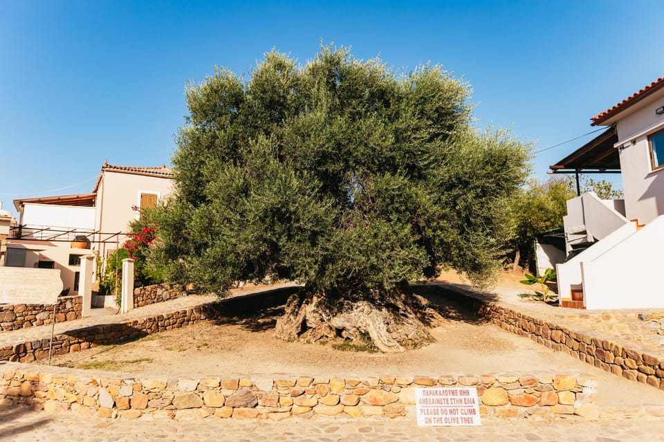 From Chania: Elafonisi and Falasarna Guided Tour with Snacks - Vouves and the oldest olive tree: a cultural stop that isn’t just a photo break