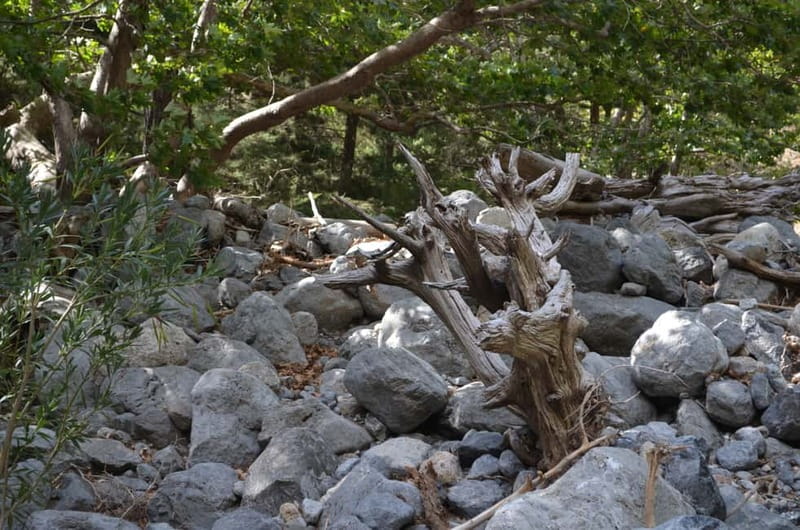 From Chania/Kalyves: Full-Day Samaria Gorge Hiking Day Trip - The hard truth about the descent: ankles, knees, and loose ground