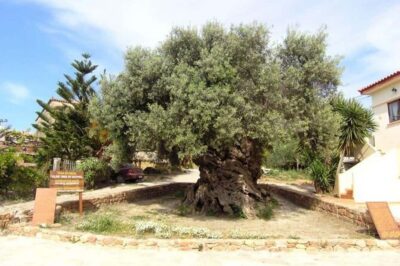 From Chania: Olive Oil, Wine, Cheese & Honey Tasting Tour - Bakery Break: Rusks, Bread, and Savory Pastries You Can Buy