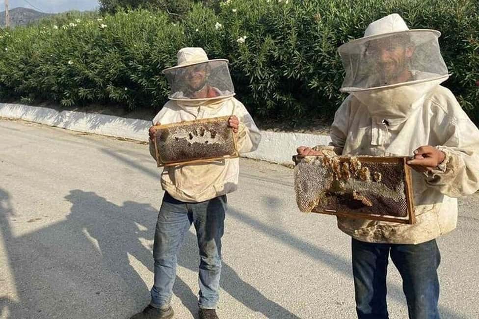 From Chania: Olive Oil, Wine, Cheese & Honey Tasting Tour - Honey Making and Olive Grove Walking: Bees, Hives, and the Sweet Stuff