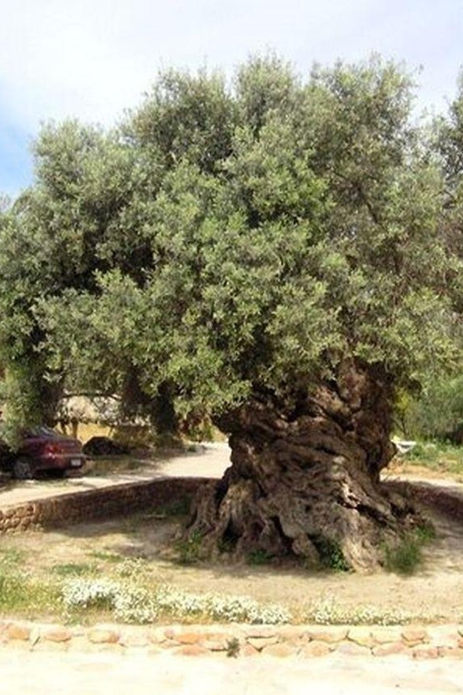 From Chania: Olive Oil, Wine, Cheese & Honey Tasting Tour - Timing and Logistics: Pickup, Roads, and How to Spend Your Bus Time