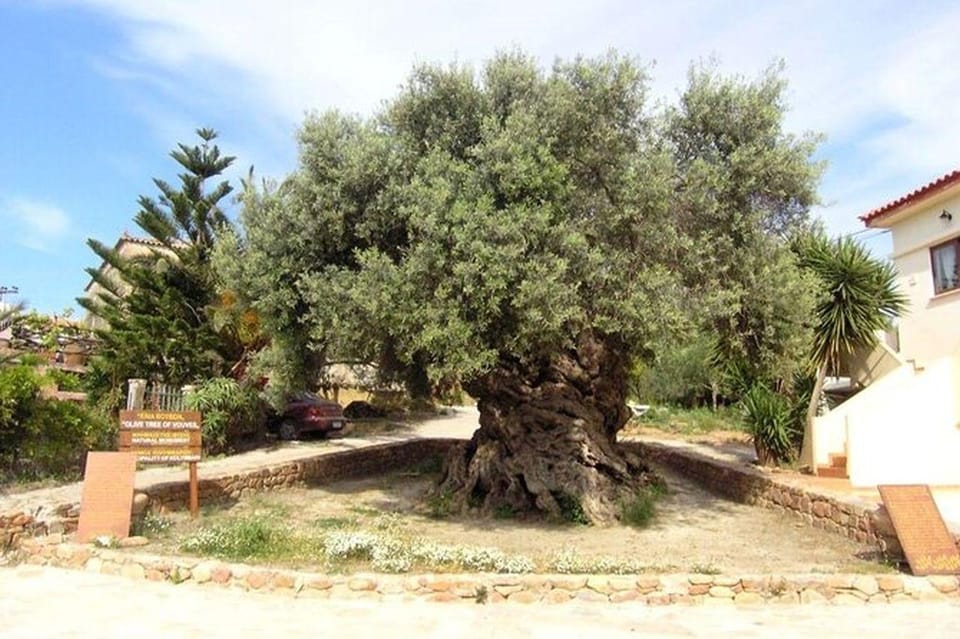 From Chania: Olive Oil, Wine, Cheese & Honey Tasting Tour - Who Should Book This Tour (and Who Might Want a Different Format)