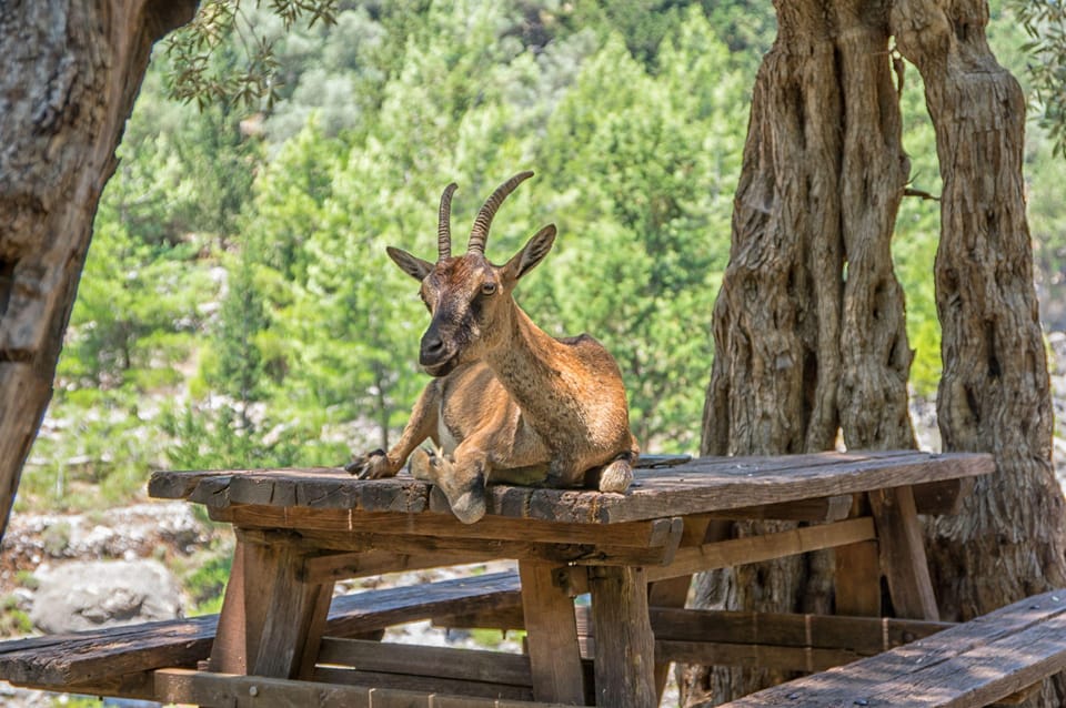 From Chania: Samaria Gorge with Professional Hiking Guide - What I like: guide help and low-stress logistics