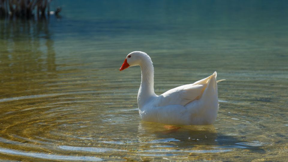 From Heraklion: Chania Town, Kournas Lake, and Rethymno Tour - Rethymno old town: Venetian harbor views and an easy seaside walk