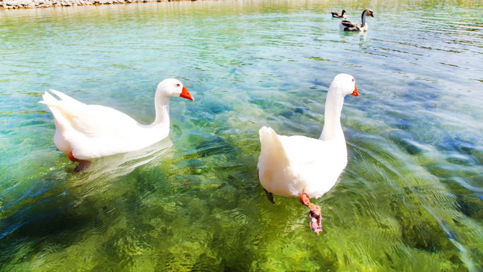From Heraklion: Chania Town, Kournas Lake, and Rethymno Tour - Price and value: what $56 buys you in West Crete