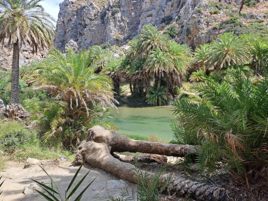 From Rethymno: Kourtaliotiko, Preveli Palm Beach, & Damnoni - Price and costs: what the $28.23 includes, and what to budget next