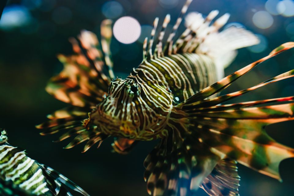 Heraklion Area: CRETAquarium Admission Ticket - Key Things I’d Focus On Before You Go