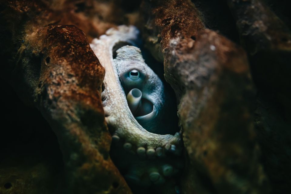 Heraklion Area: CRETAquarium Admission Ticket - CRETAquarium in Heraklion: What You’re Really Buying