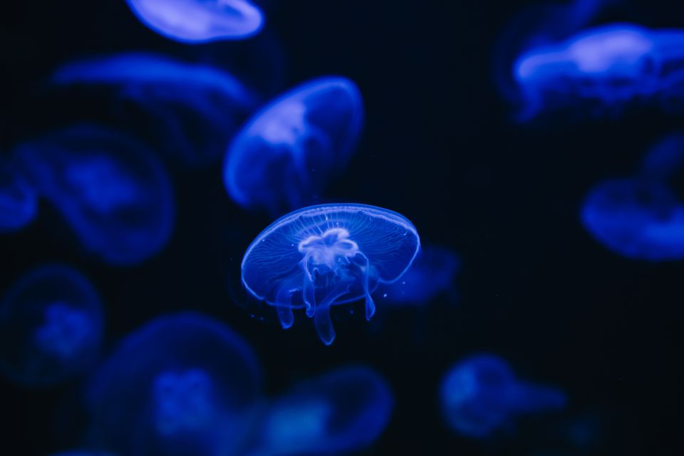 Heraklion Area: CRETAquarium Admission Ticket - How Long You’ll Need (and When Lines Get Real)