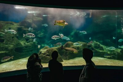 Heraklion Area: CRETAquarium Admission Ticket - Price and Value: Is $9 Good Here?