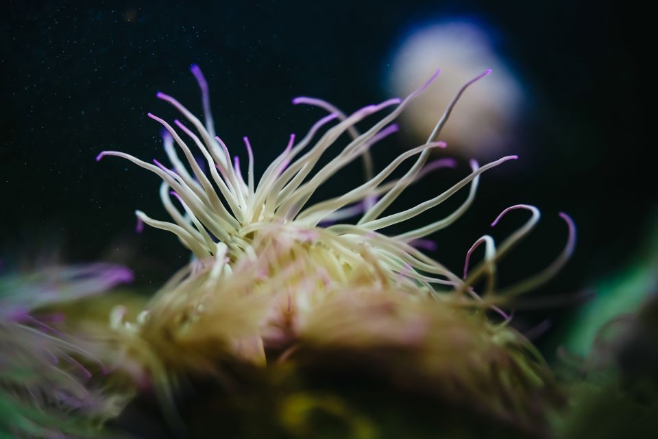 Heraklion Area: CRETAquarium Admission Ticket - Small Rules That Can Affect Your Day
