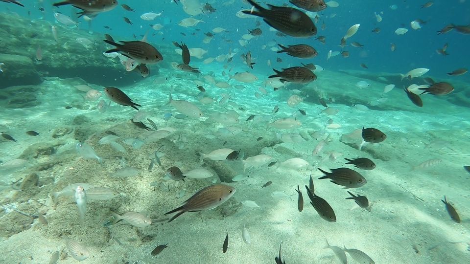 Heraklion: Beginner Scuba Diving Lesson with PADI Instructor - Cost and value: is $88 a fair deal for a first scuba lesson?