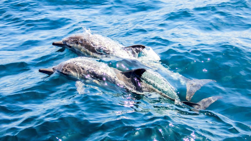 Heraklion: Dia Island Sailboat Cruise with Swimming and Meal - Lunch or Early Dinner Afloat: Mediterranean Food + Unlimited Drinks
