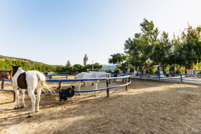 Heraklion: Finikia Horse Riding Tour with Lunch or Dinner - From Pickup to First Saddle: Your 4.5-Hour Timeline