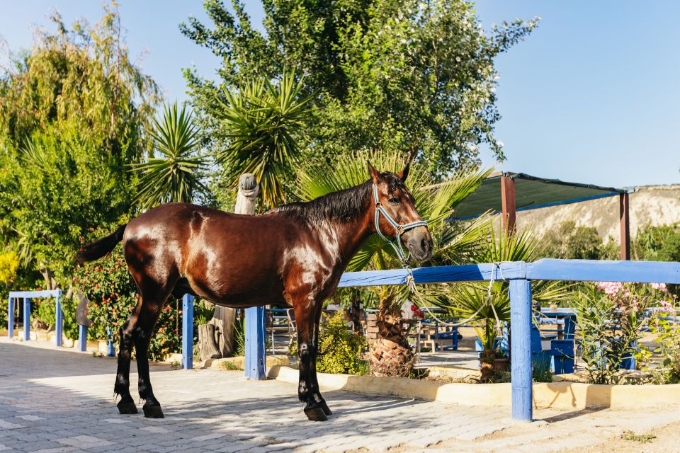 Heraklion: Finikia Horse Riding Tour with Lunch or Dinner - The Meal After the Ride: Why Cretan Lunch or Dinner Is the Real Payoff