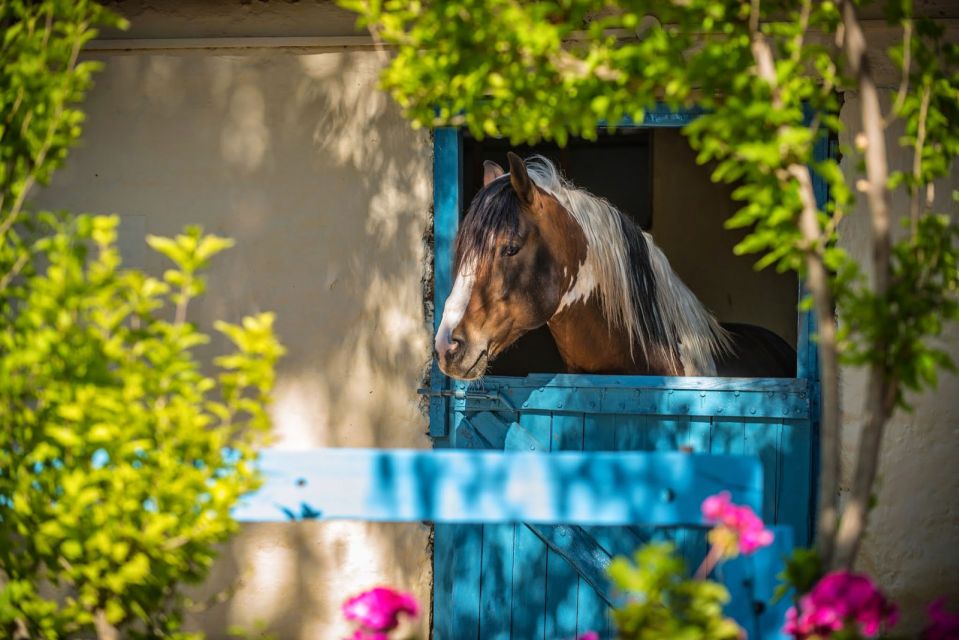Heraklion: Horseriding Day Tour with Lunch and Transfer - Who should book this Heraklion horse riding tour