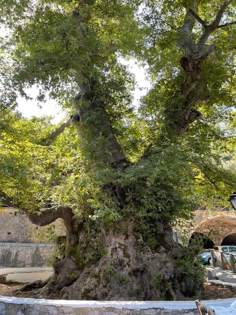 Heraklion: Knossos, Zeus, Villages & Olive Oil Factory Tour - Krasi and the ancient plane tree around 2400 years old