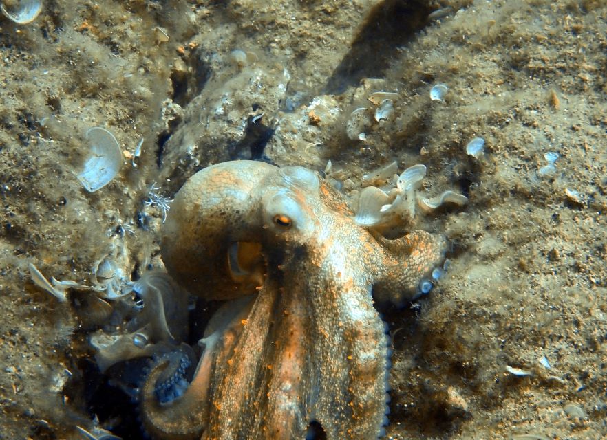 Heraklion: Scuba Diving Experience for First-Timers - What to Bring (So You Don’t Lose Time in the Heat)