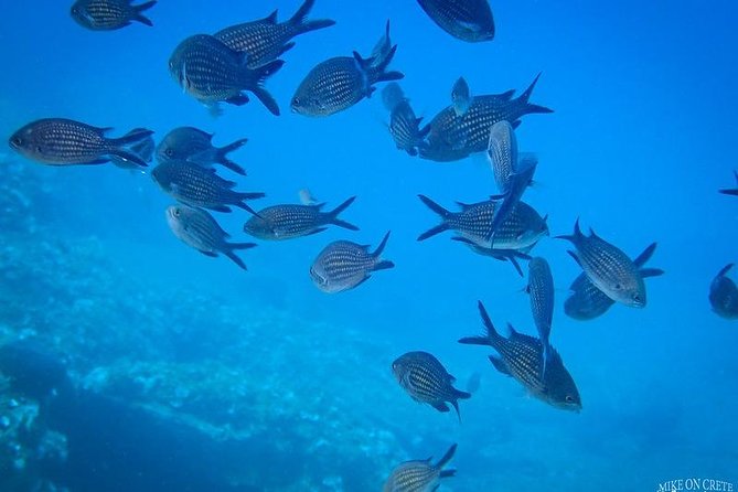 Heraklion: Scuba Diving Experience for First-Timers - Marine Life in Ligaria: Clear Water and Photo Moments