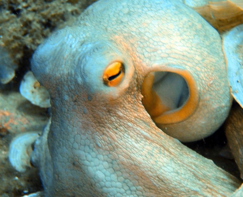 Heraklion: Scuba Diving Experience for First-Timers - Language Support: English, French, and Greek