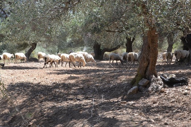 Jeep Safari 4x4 Crete real off road mountain tracks with Lunch from Hersonissos - Kalo Chorio: a small mountain village break with practical comfort