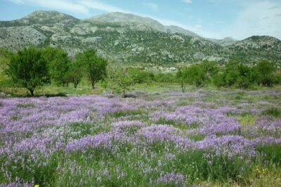 Katharo Route Tour from Agios Nikolaos - Pickup and Timing: How to Set Up the Morning