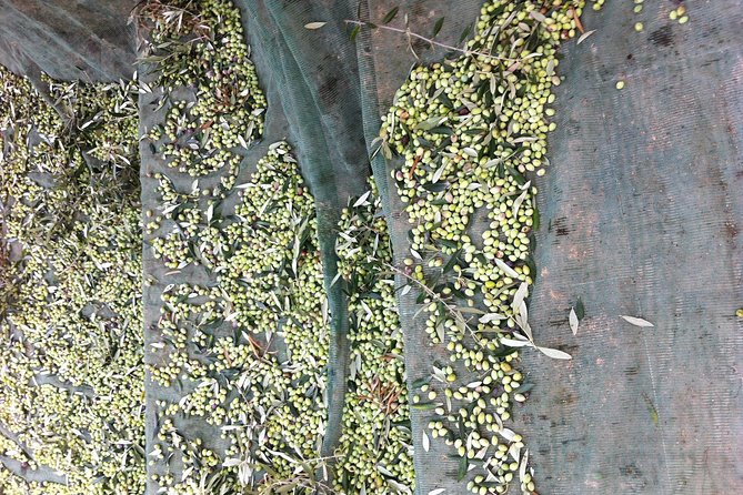 Olive Oil Tasting Tour - Where this tour fits on your Crete plan