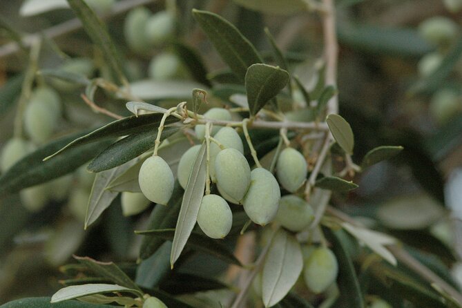 Olive Oil Tasting Tour - The tasting lineup: EVOO qualities, flavored oils, sweet vinegar, and petimezi