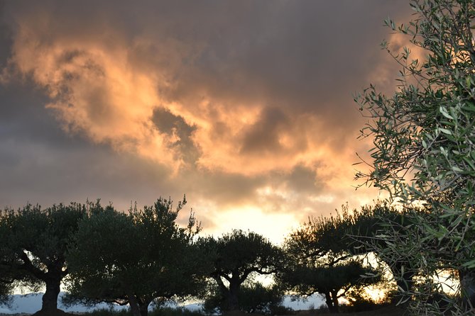 Olive Oil Tasting Tour - Who should book this tour
