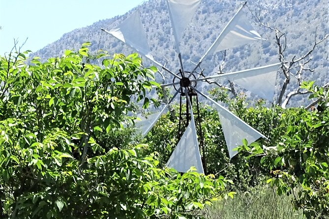 Private Tour-Knossos Palace Zeus Cave Olive Oil Mill & Wine - Lasithi Plateau coffee and village rhythm