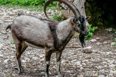 Samaria Gorge Hiking from Chania with Professional Hiking Guide - Mid-Hike Fueling: Water Stations and the One Spot You’ll Be Glad Exists