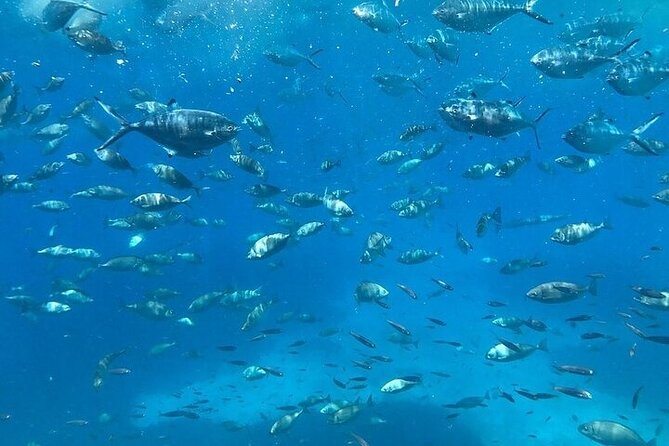 Semi-Submarine Tour from Agios Nikolaos - Timing That Fits Real Days (Not Just Tour Fantasy)