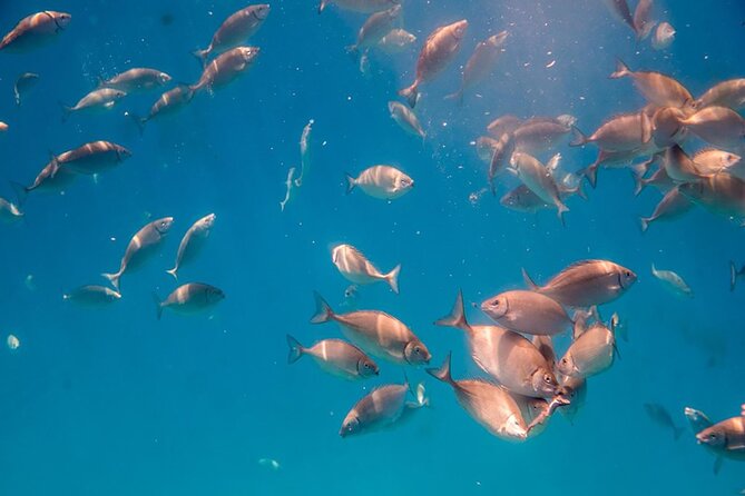 Semi-Submarine Tour from Agios Nikolaos - Price Check: Is $18.92 Worth It?